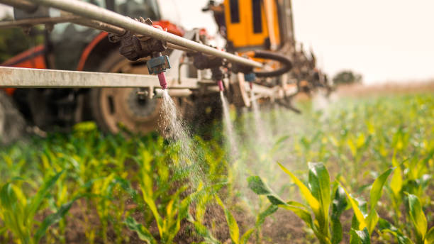 Best Ant Control Services  in Hillsboro Beach, FL
